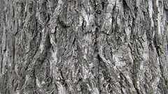 Textures bark