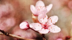 Textures blossoms