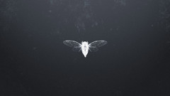 Textures cicada moths simple