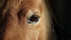 Textures eyes Horses fur