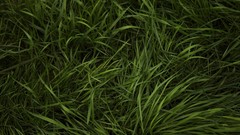 Textures grass