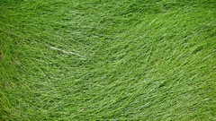 Textures grass