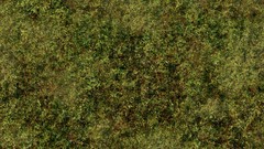 Textures jungle grass