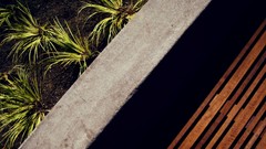 Textures nature Plants Wood