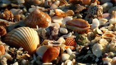 Textures seashells fon