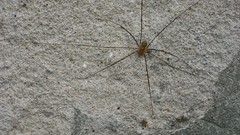 Textures wall paper old Bricks grunge