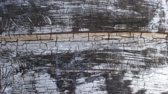 Textures Wood rubber