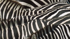 Textures zebras