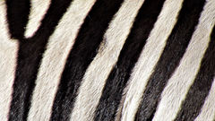 Textures zebras skin stripes