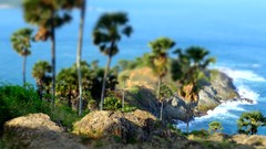 Thailand palm trees tilt-shift