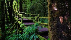 Thailand path Rainforest