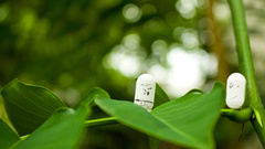 The adventures of head