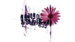 The Beauty in numbers