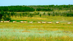 The Horses of Ukraine