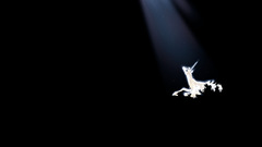 The Last Unicorn last