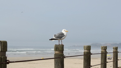 The shore high Resolution seagul img