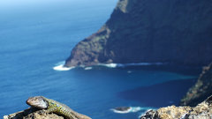 The Tenerife lizard high