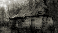 The woods high nature