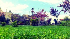 thessaloniki Stavroupoli grass Trees building Greece Plants