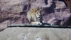 Think This lion came