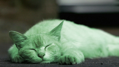 This cat is Green