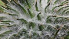 Thistle macro close flower