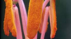 Thomas marent Rainforest high