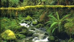 Thomas marent Rainforest high