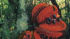 Thomas marent Rainforest high