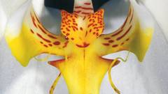 Thomas marent Rainforest high