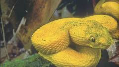 Thomas marent Rainforest high