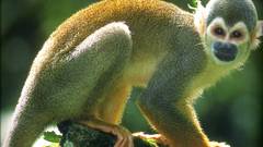 Thomas marent Rainforest high