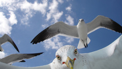 Thought You might like