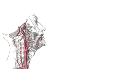 Thread go arteries where