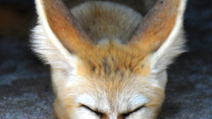 Thread More high needs This Resolution fennic