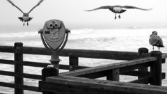 Three Birds on pier