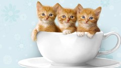 Three Kittens cups