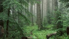 Through basin mist olympic royal National