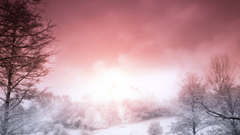 Thunder snowy Trees nature