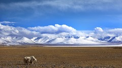 Tibet yak