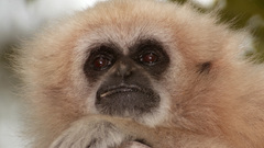 Tiere animal gibbon monkey
