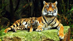 tiger Animals baby animals big cats Mammals