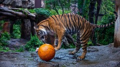 tiger Animals big cats balls ball orange
