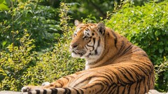 tiger Animals big cats Mammals