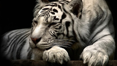 tiger Animals big cats Mammals