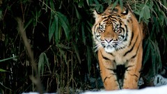 tiger Animals big cats Mammals Plants