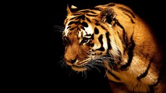 tiger Animals big cats Mammals Simple Background