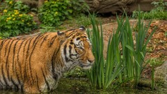 tiger Animals big cats water Mammals