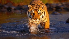 tiger Animals big cats water Mammals yellow eyes