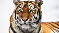 tiger Animals closeup yellow eyes animal eyes Mammals big cats